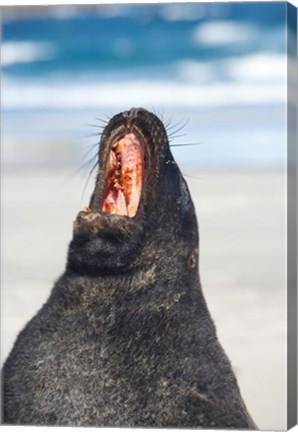 Framed Sea Lion, Sandfly Bay, Otago, South Island, New Zealand Print