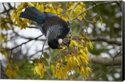 Framed Tui bird, Kowhai Tree, North Island, New Zealand Print