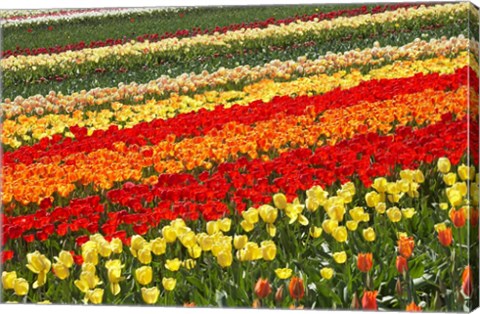 Framed Tulip Fields, West Otago, South Island, New Zealand Print