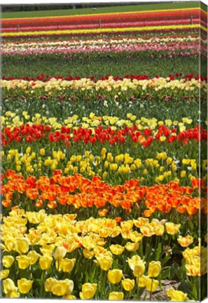 Framed Tulip flowers, West Otago, South Island, New Zealand Print