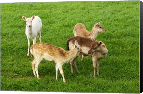 Framed New Zealand, South Island, Karamea, Fawn, Deer Print