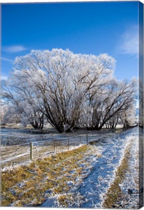 Framed Hoar Frost, Oturehua, South Island, New Zealand Print