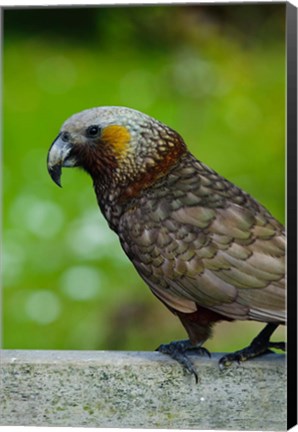 Framed New Zealand, Stewart Island, Halfmoon Bay Kaka bird Print