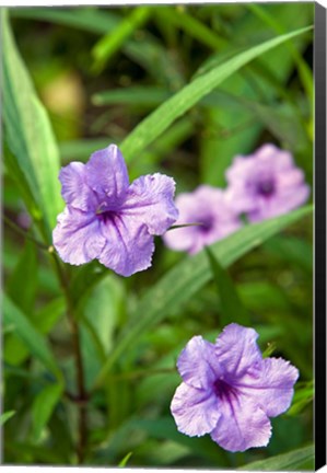 Framed Flowers, Antigua, West Indies, Caribbean Print