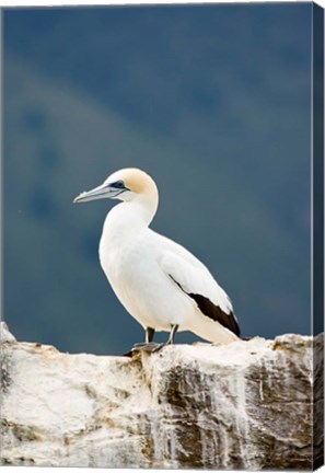 Framed New Zealand, Australasian gannet tropical bird Print