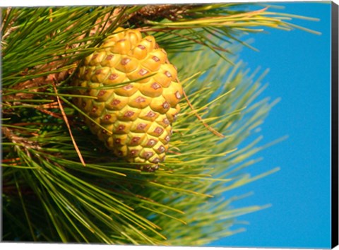 Framed Pine Cone in Tree, New Zealand Print