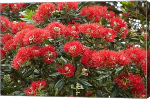 Framed Native Pohutukawa flowers, Bay of Islands, New Zealand Print