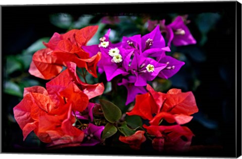 Framed Flora along Staniel Cay, Exumas, Bahamas Print