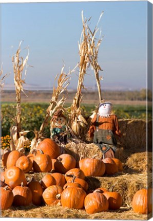 Framed Pumpkin, hay bales, scarecrows, Fruitland, Idaho Print