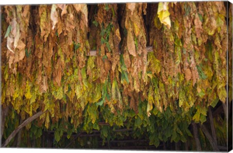 Framed Drying tobacco, Cuba Print