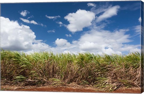 Framed Cuba, Jaguey Grande, sugar cane agriculture Print