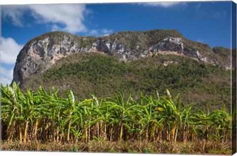 Framed Cuba, Pinar del Rio Province, Palm plantation Print