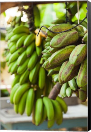 Framed Cuba, Vinales, El Jardin de Caridad, Bananas Print