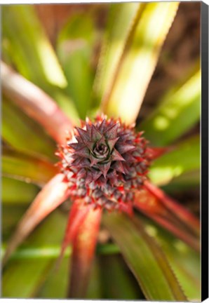 Framed Cuba, Vinales, El Jardin de Caridad, Pineapple Print