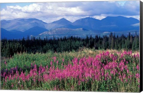 Framed Fireweed Blooms near Kluane National Park, Yukon, Canada Print