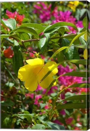 Framed Bouganvillea, Dominican Republic Print