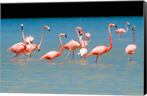 Framed Tropical Bird, Flamingos, Barahona, Dominican Republic Print