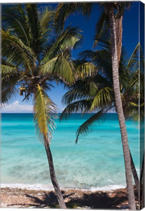 Framed Cuba, Matanzas Province, Varadero, Varadero Beach palms Print