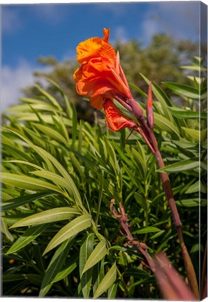 Framed Dominican Republic, Punta Cana, Flower Print