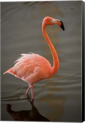 Framed Flamingo, Tropical bird, Dominican Republic Print