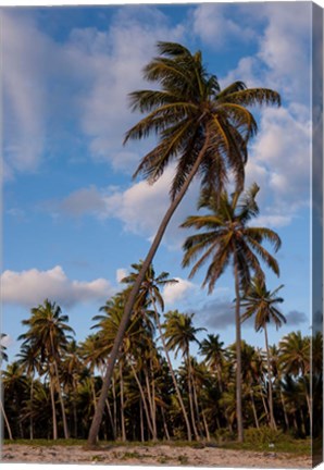 Framed Palm Trees, Bavaro, Higuey, Punta Cana, Dominican Republic Print