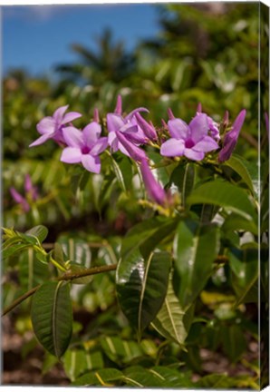 Framed Tropical purple flowers, Bavaro, Higuey, Punta Cana, Dominican Republic Print