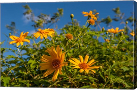 Framed Tropical yellow flowers, Bavaro, Higuey, Punta Cana, Dominican Republic Print