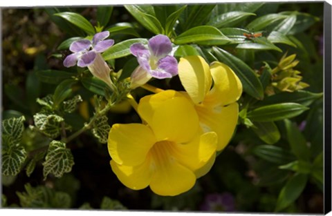 Framed Dominican Republic, Punta Cana, Allamanda flower - yellow Print