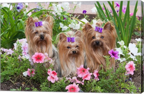 Framed Purebred Yorkshire Terrier Dog in flowers Print