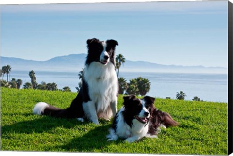 Framed Two Border Collie dogs Print