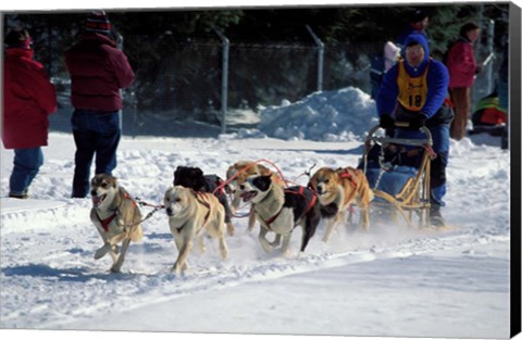 Framed Sled Dog Team, New Hampshire, USA Print