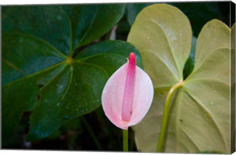 Framed Peace Lily, Jardin De Balata, Martinique, French Antilles, West Indies Print