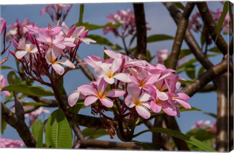 Framed Pink Oleander Flora, Grand Cayman, Cayman Islands, British West Indies Print