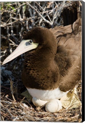 Framed Brown Booby wildlife Cayman Islands, Caribbean Print