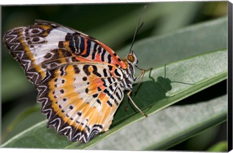 Framed Lacewing Butterfly at the Butterfly Farm, St Martin, Caribbean Print