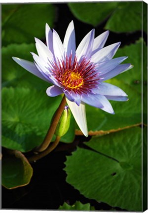 Framed Lily flower pads, Botanic Park, Grand Cayman Print