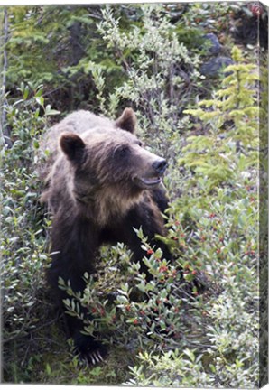 Framed Grizzly bear in Kootenay National Park, Canada Print