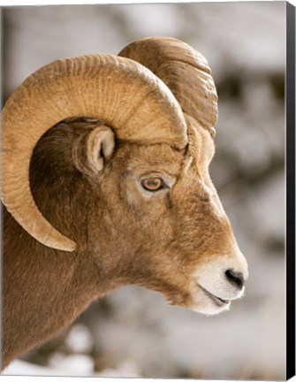 Framed Bighorn sheep, Maligne Canyon, Jasper NP, Alberta Print