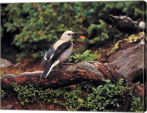 Framed Clark&#39;s Nutcrackers bird in Banff NP, Alberta Print