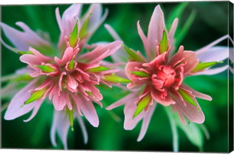 Framed Indian Paintbrush, Banff National Park, Alberta, Canada Print