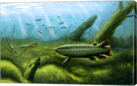 Framed Holoptychius, Tulerpeton and Moythomasia, prehistoric fish of the Devonian period Print