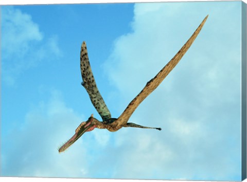 Framed Zhenyuanopterus, a genus of pterosaur from the Cretaceous Period Print