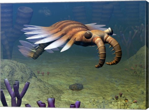 Framed Anomalocaris Explores a Middle Cambrian Age Ocean Floor Print