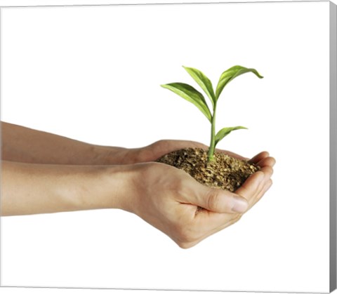 Framed Man&#39;s Hands Holding Soil with a Little Growing Green Plant Print