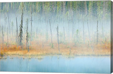 Framed Foggy pond and forest, Mount Robson PP, British Columbia, Canada Print