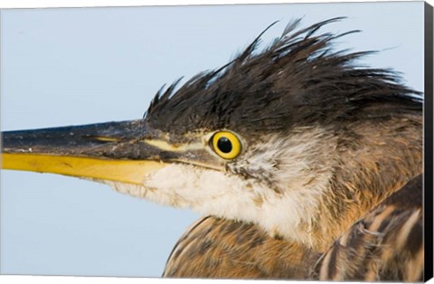 Framed Great blue heron, Boundary Bay, British Columbia Print