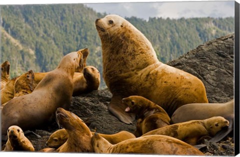 Framed Steller sea lion, Queen Charlottes, British Columbia Print