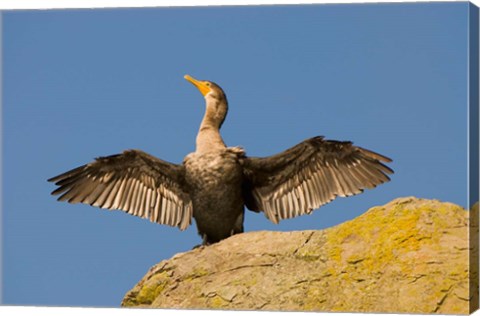 Framed Double-crested cormorant bird, British Columbia Print