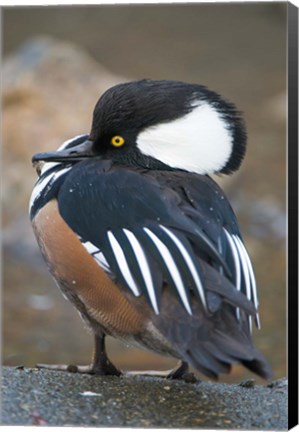 Framed Hooded merganser bird, Stanley Park, British Columbia Print