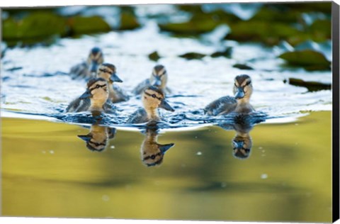 Framed Mallard ducklings, Stanley Park, British Columbia Print